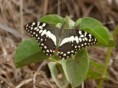 /album/photo-gallery-homepage/butterfly-sp-jpg/